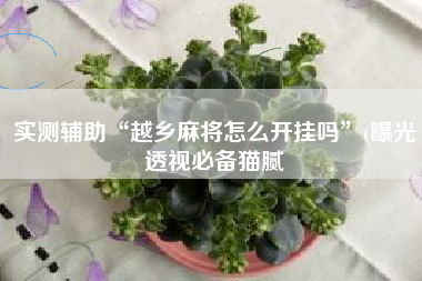 实测辅助“越乡麻将怎么开挂吗”(曝光透视必备猫腻